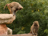 Baboons at Paignton Zoo and Botanical Gardens near to Guy's Cliffe holiday apartments & flats